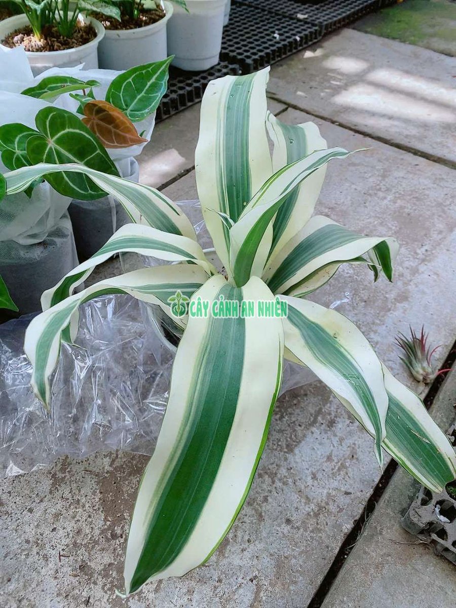 Cây Phát Tài Sọc Trắng