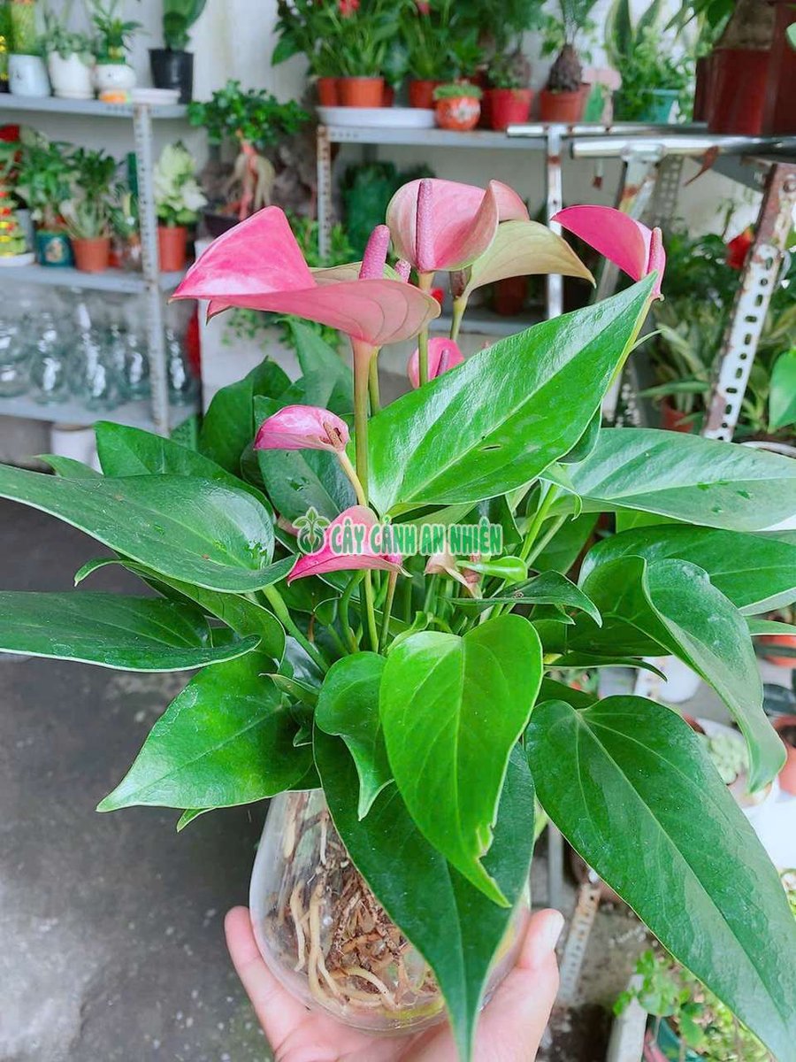 Chậu Hồng Môn Hồng Trồng Thủy Sinh