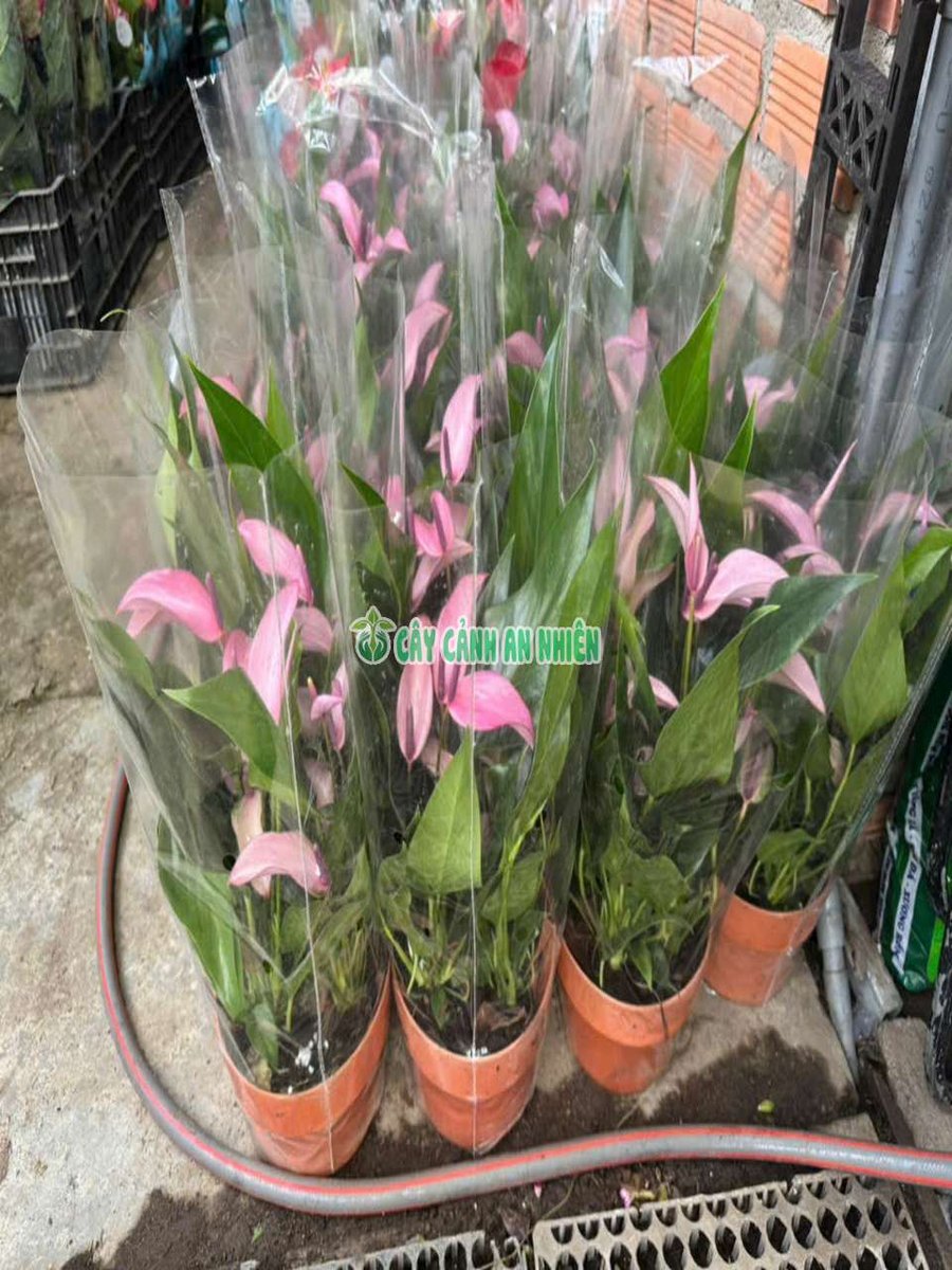 Cây Hồng Môn Tím