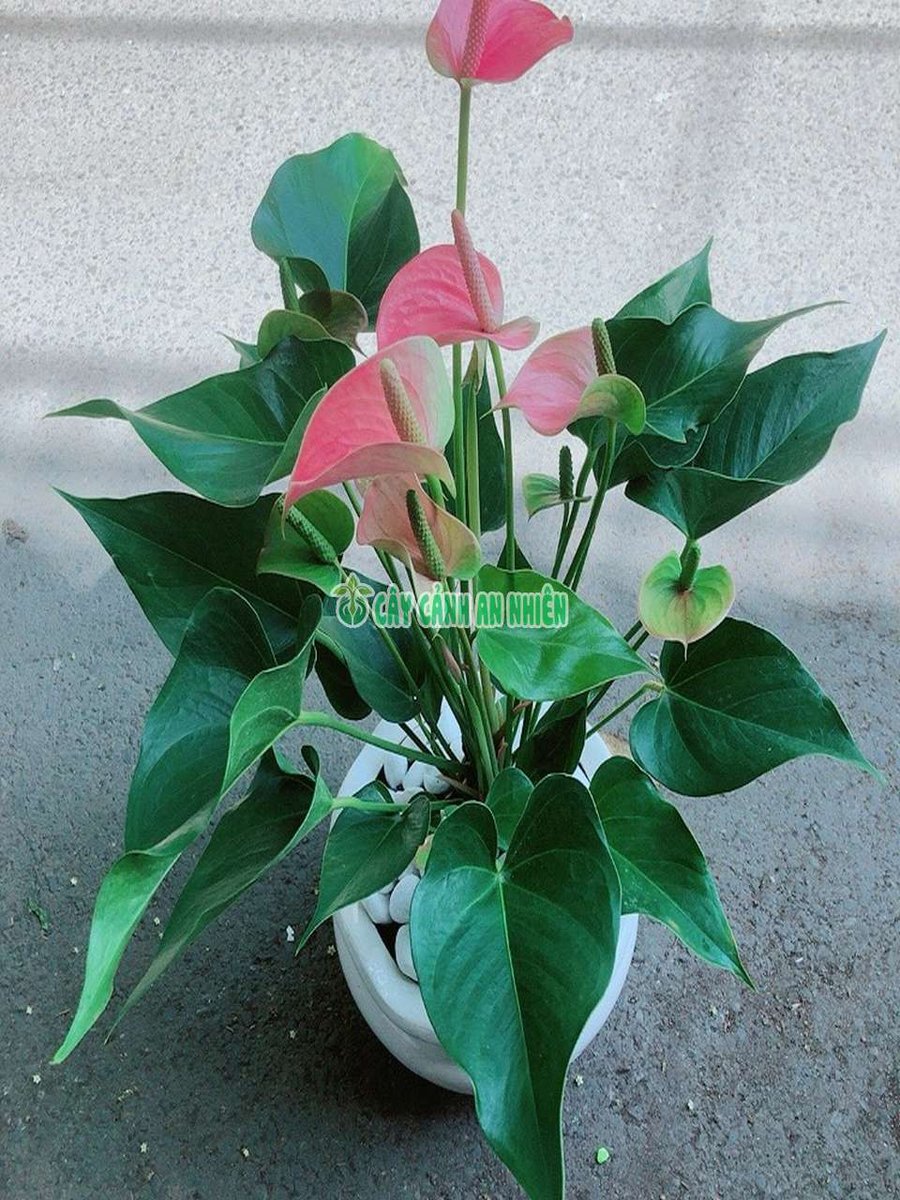 Chậu Cây Hồng Môn Hồng