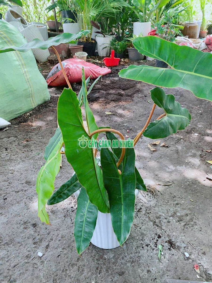 Chậu Cây Hạc Cam