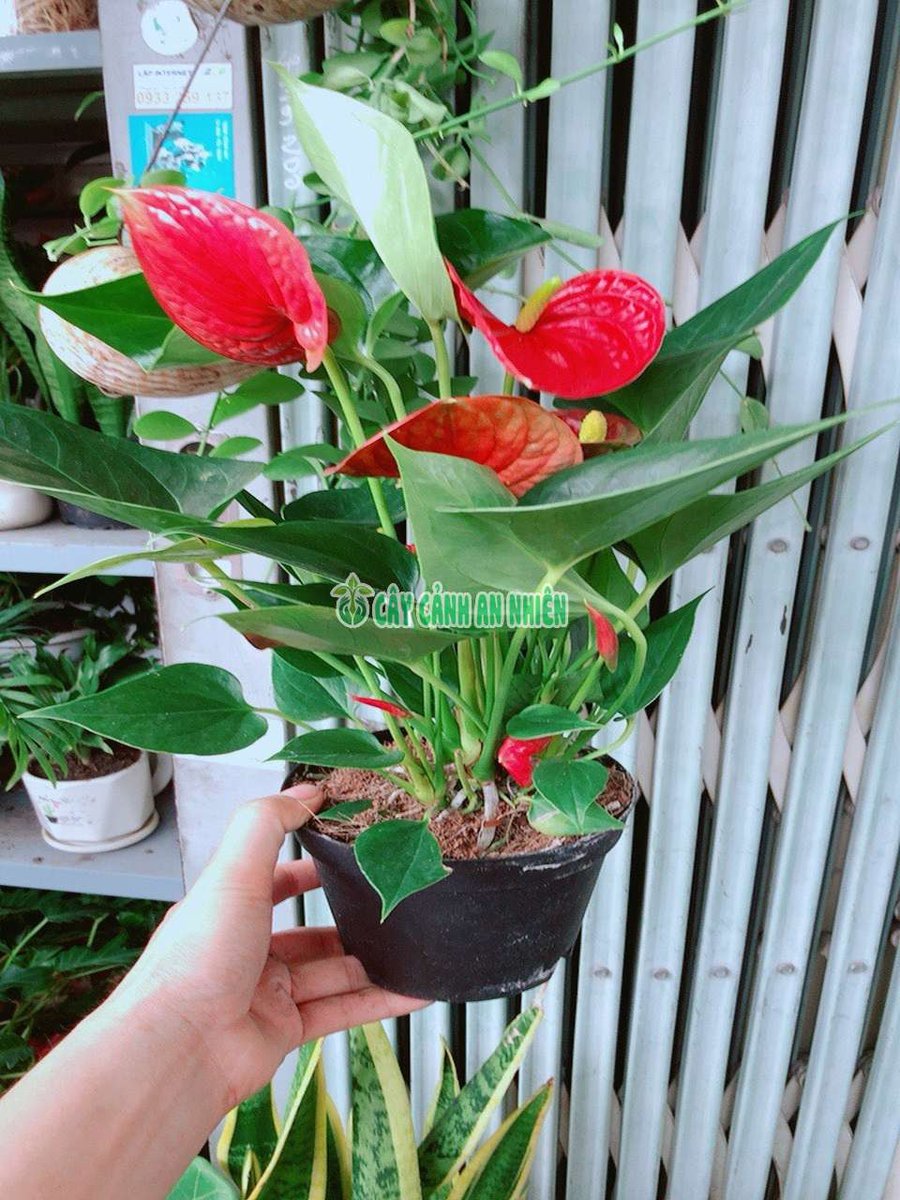 Cây Hồng Môn Đỏ