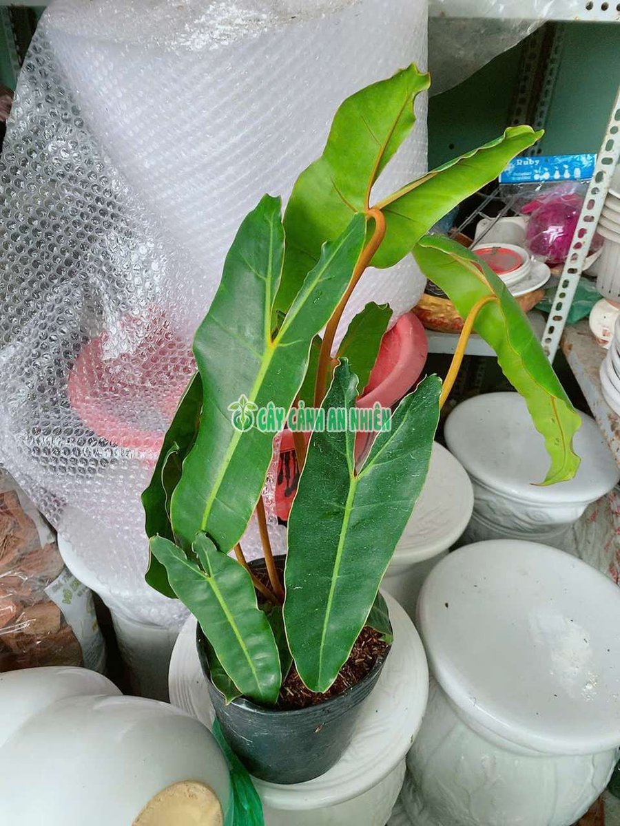 Cây Hạc Cam