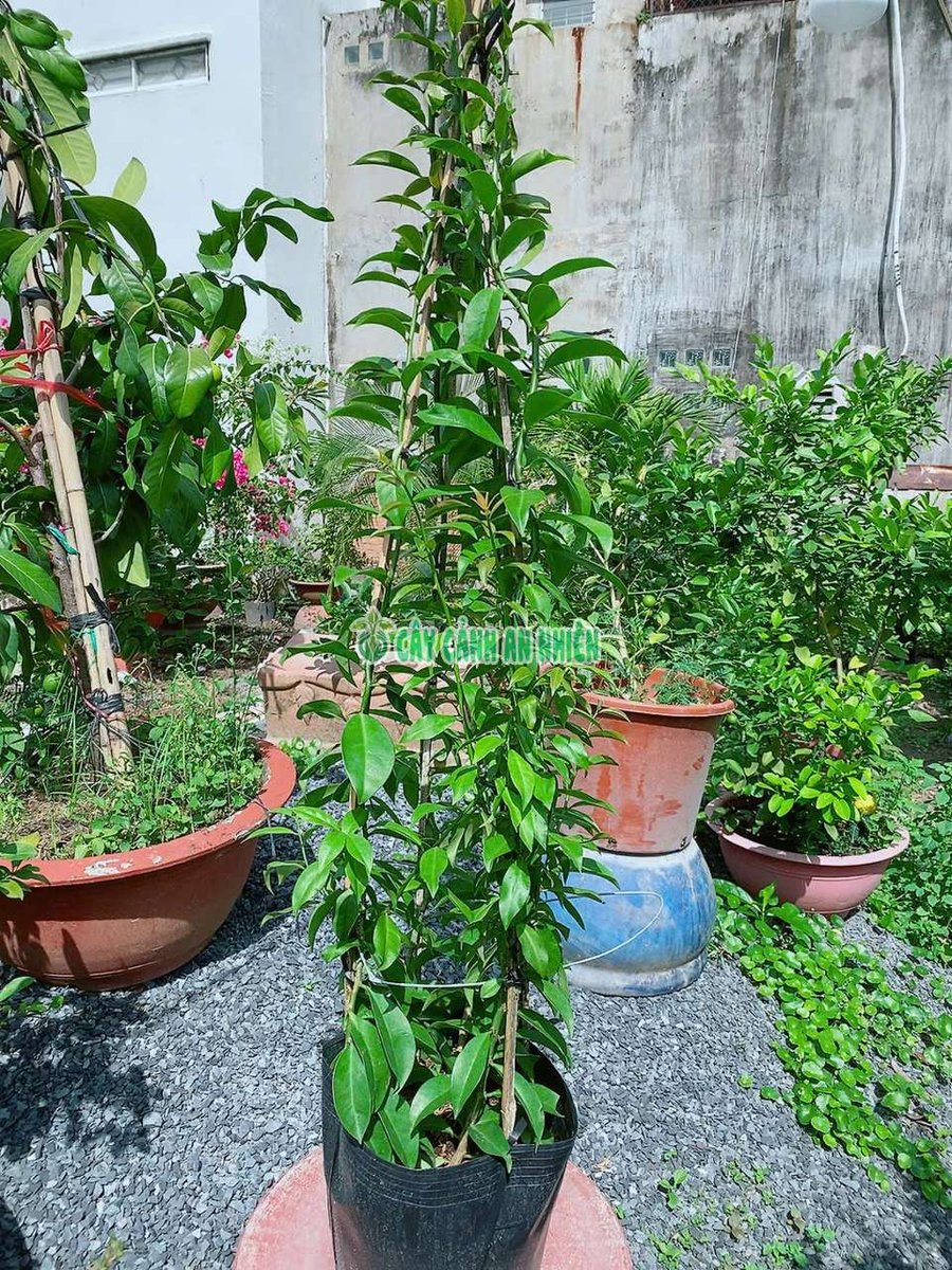 Cây Chanh Nho