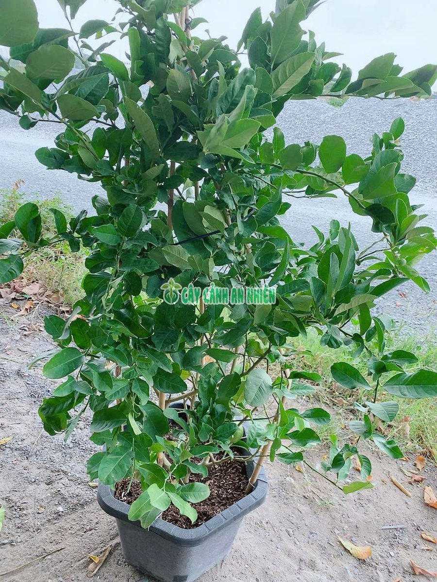 Chậu Chanh Úc Lớn