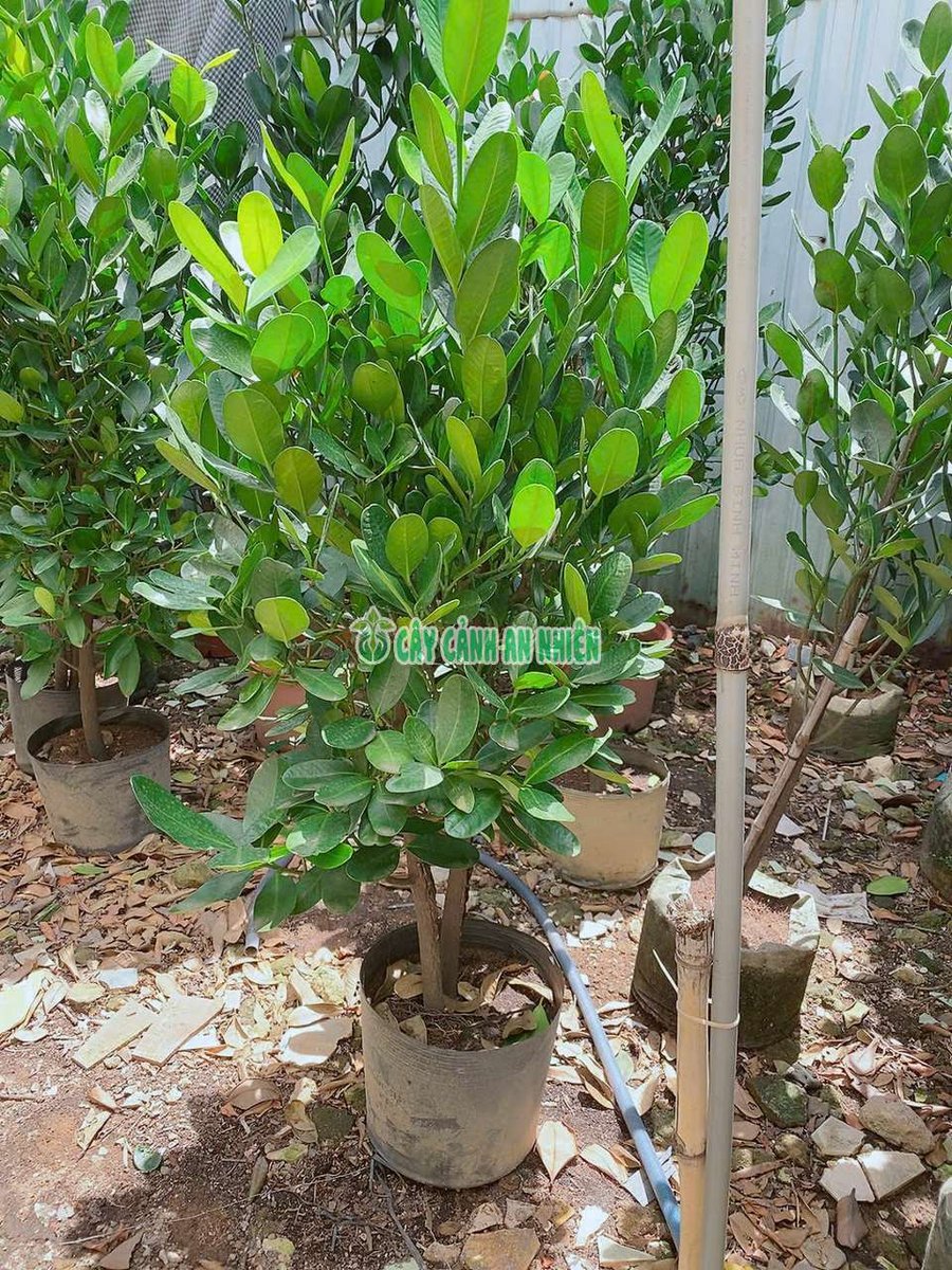 Cây Phúc Đẹp 1m6