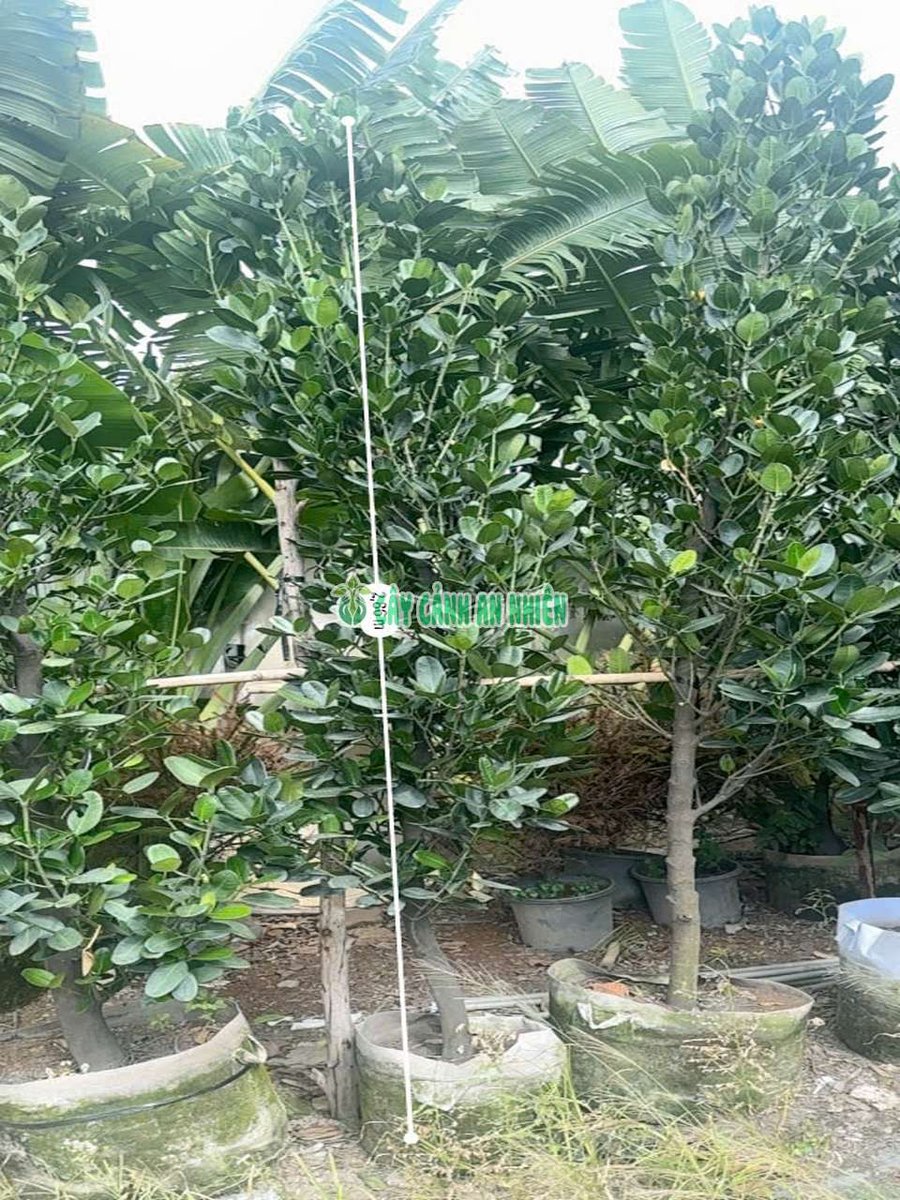 Cây Phúc Cao Hơn 2m