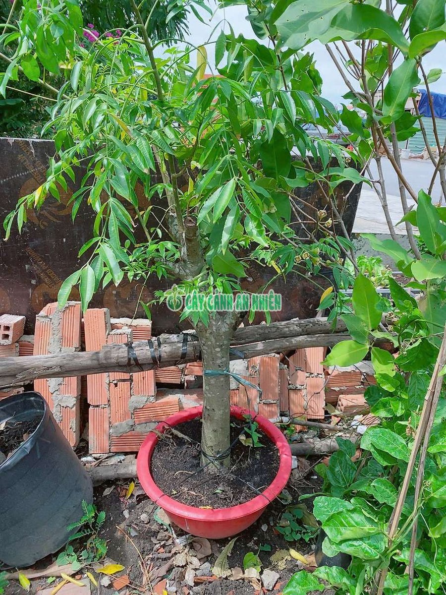 Cây Cóc Gốc Cổ Thụ