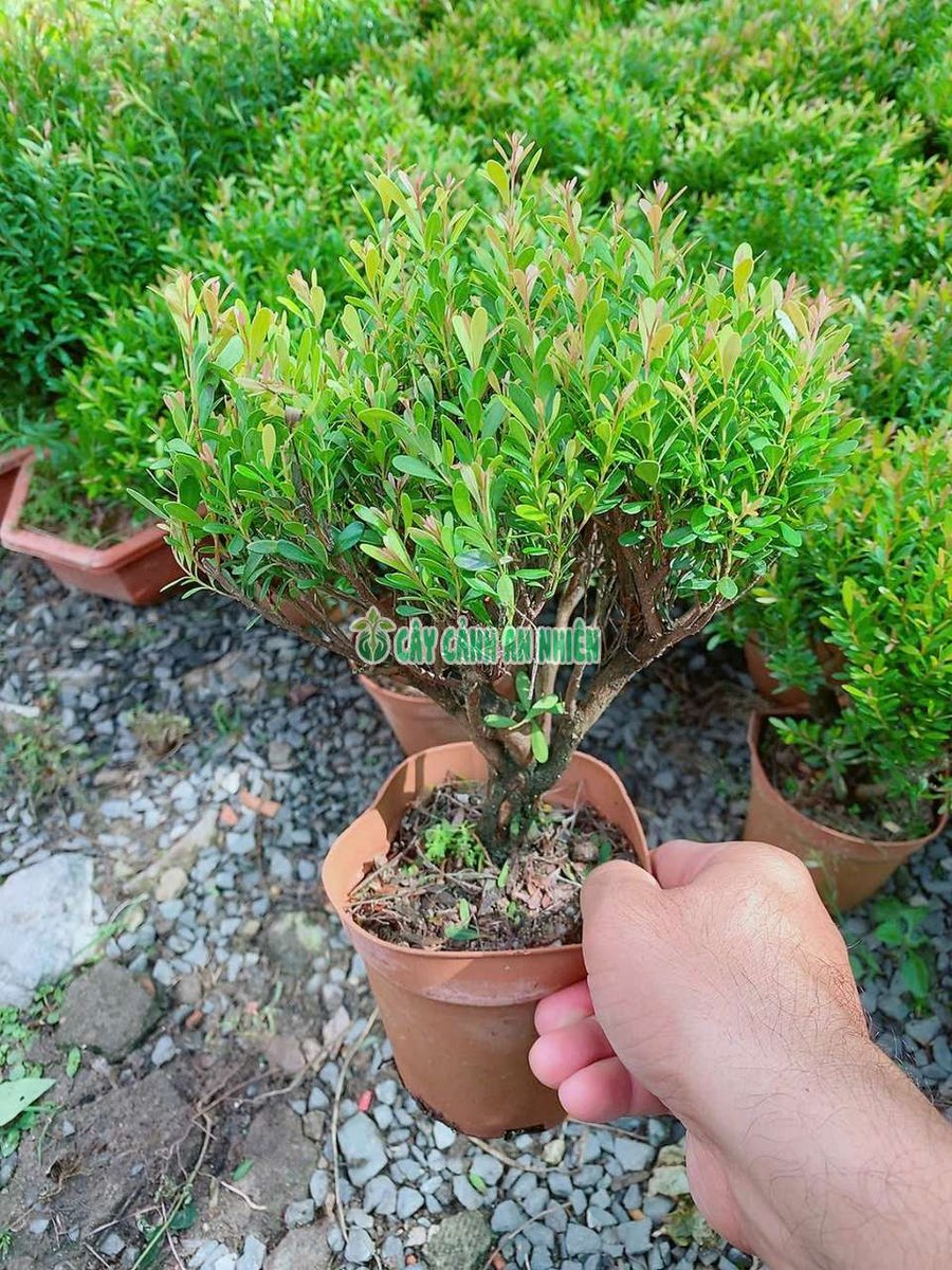 Cây Tiểu Diệp Xích Nam