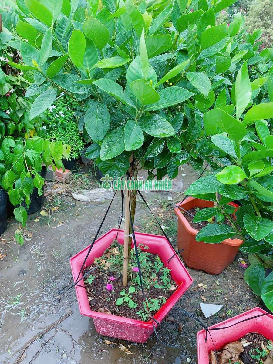 Cây Dành Dành Dáng Tree 1m (Một Cốt)