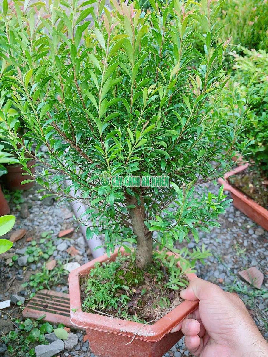 Cây Tiểu Diệp Xích Nam Để Bàn