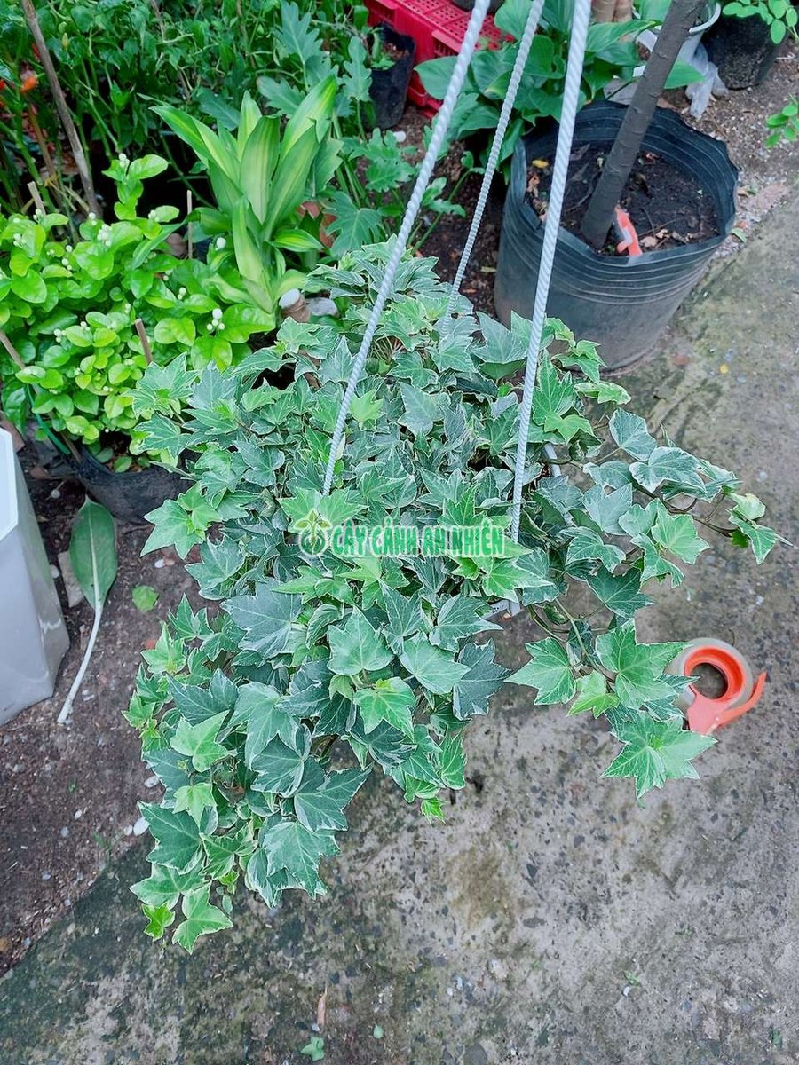 Thường Xuân Bạc Chậu Treo