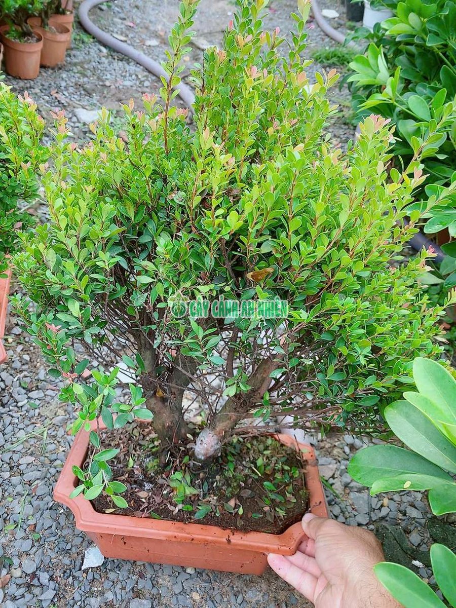 Cây Tiểu Diệp Xích Nam Gốc Đẹp
