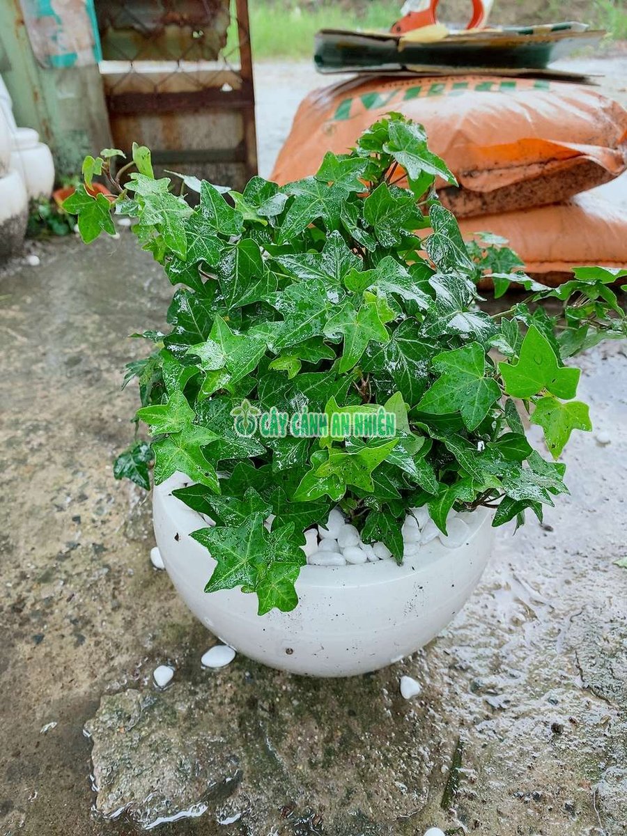 Thường Xuân Kèm Chậu Sứ Để Bàn