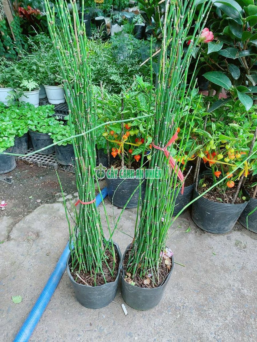 Cây Thiền Trúc (cây Trúc Không Lá, Cỏ Tháp Bút, hoặc Mộc Tặc)