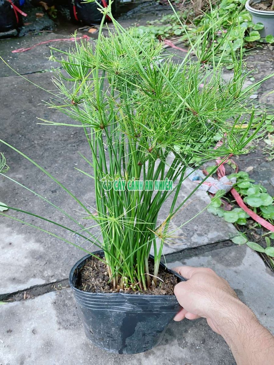 Cây Thủy Trúc Thái