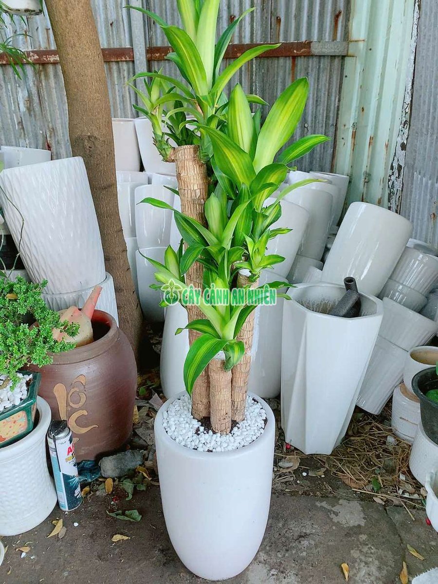 Chậu Thiết Mộc Lan 5 Thân Cao 1m3