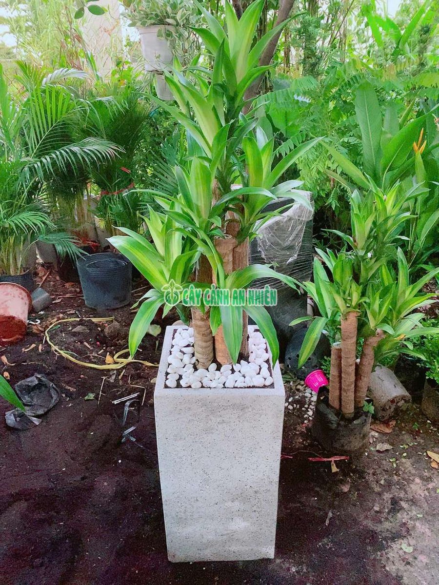 Thiết Mộc Lan Kèm Chậu Xi Măng
