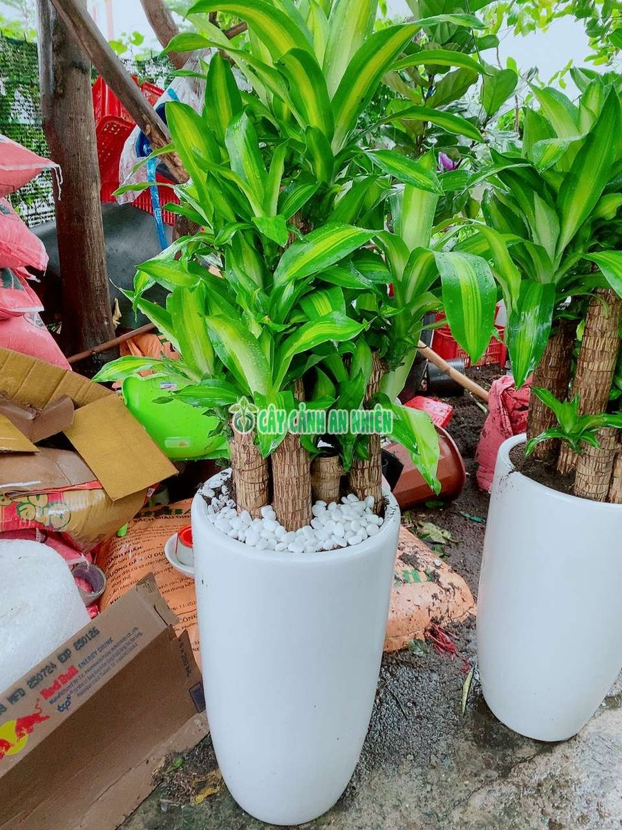 Chậu Thiết Mộc Lan 9 Thân 1m3