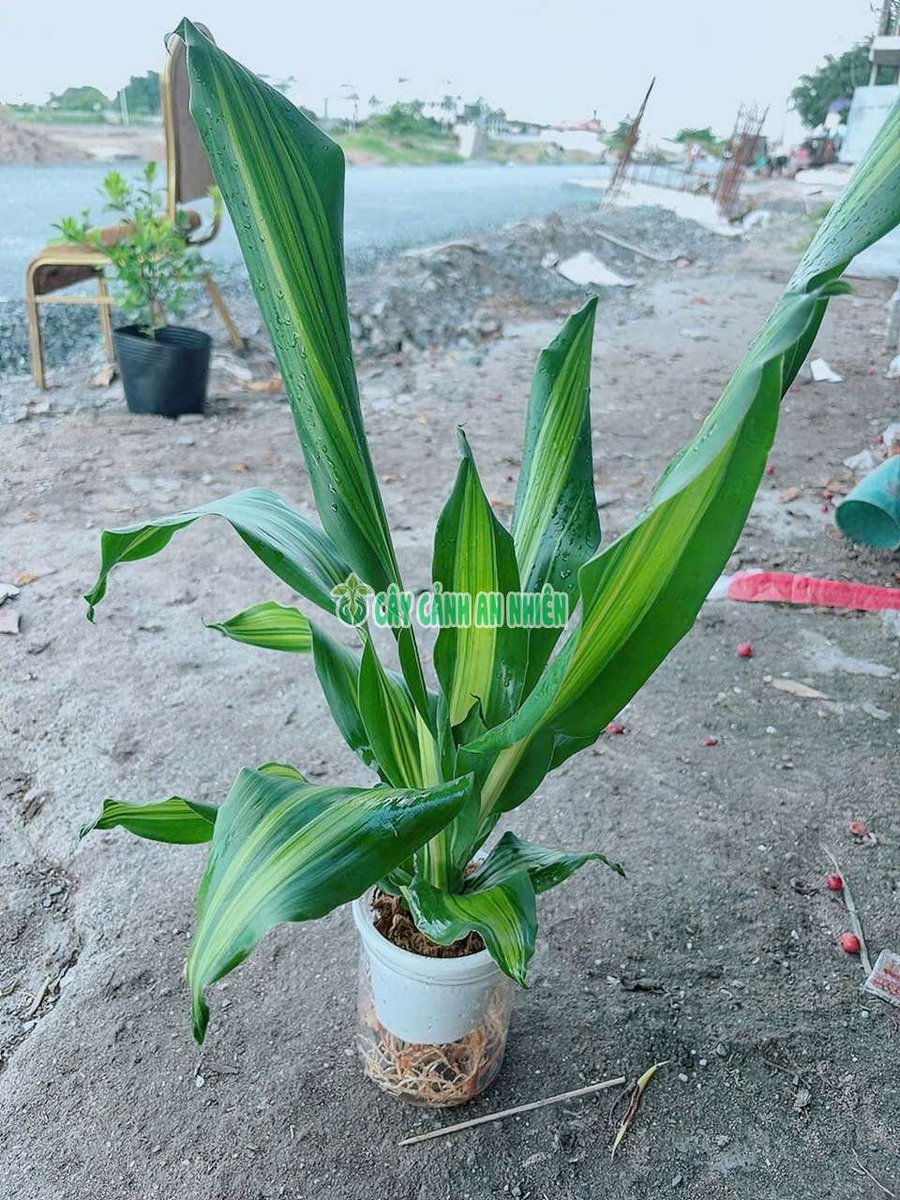Thiết Mộc Lan Thủy Sinh (Phát Tài Sọc Thủy Sinh)