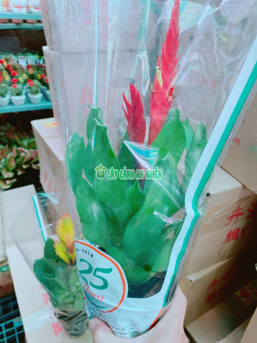 Cây Lệnh Bài – Thẻ Bài