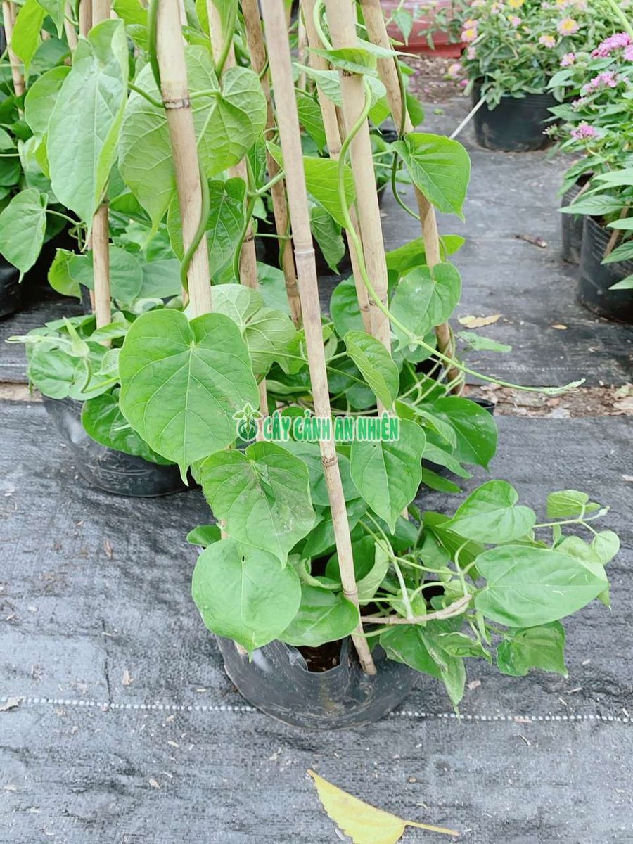 Bụi Thiên Lý Leo Giàn