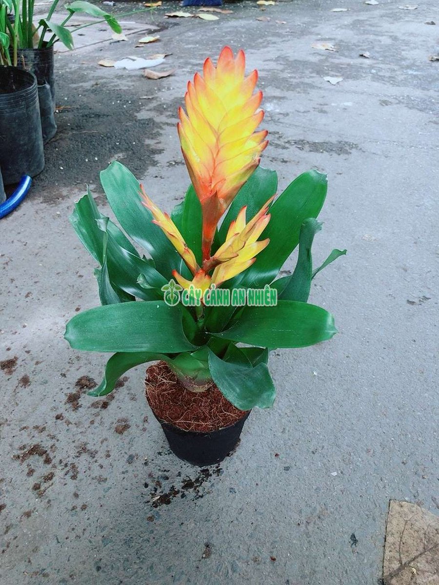 Cây Lệnh Bài Vàng