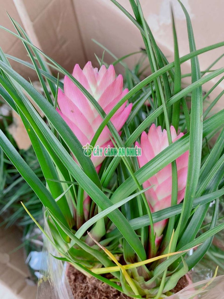 Cây Thẻ Bài Hồng
