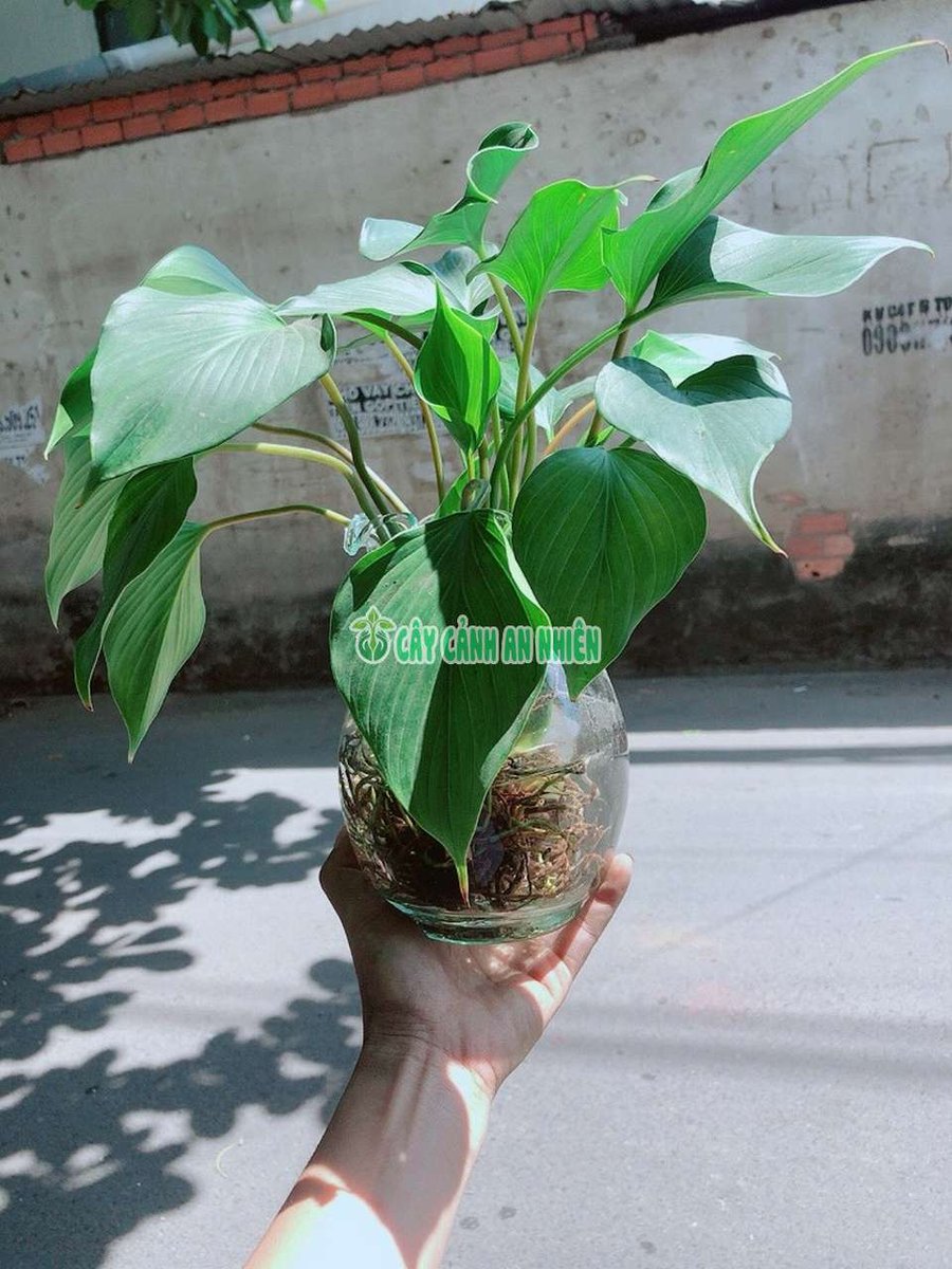 Cây Thanh Tâm Trồng Thủy Sinh