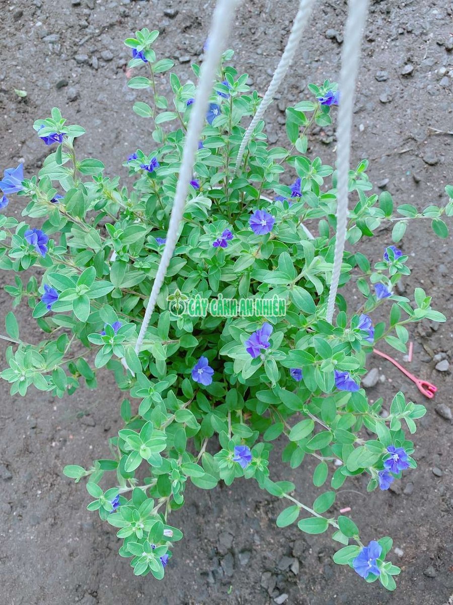 Chậu Hoa Thanh Tú Treo