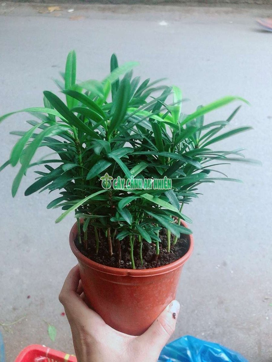 Cây Tùng Vạn Niên Mini