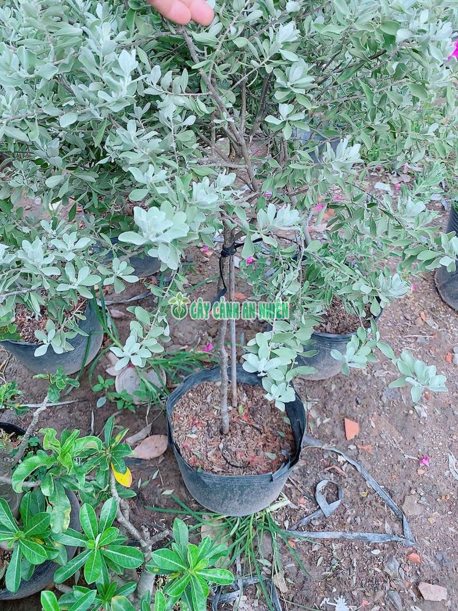 Tuyết Sơn Phi Hồng Một Cốt