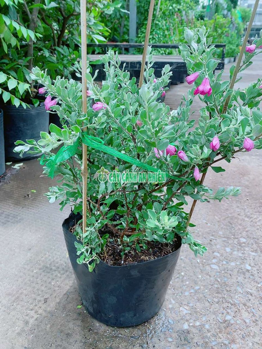 Bụi Tuyết Sơn Phi Hồng