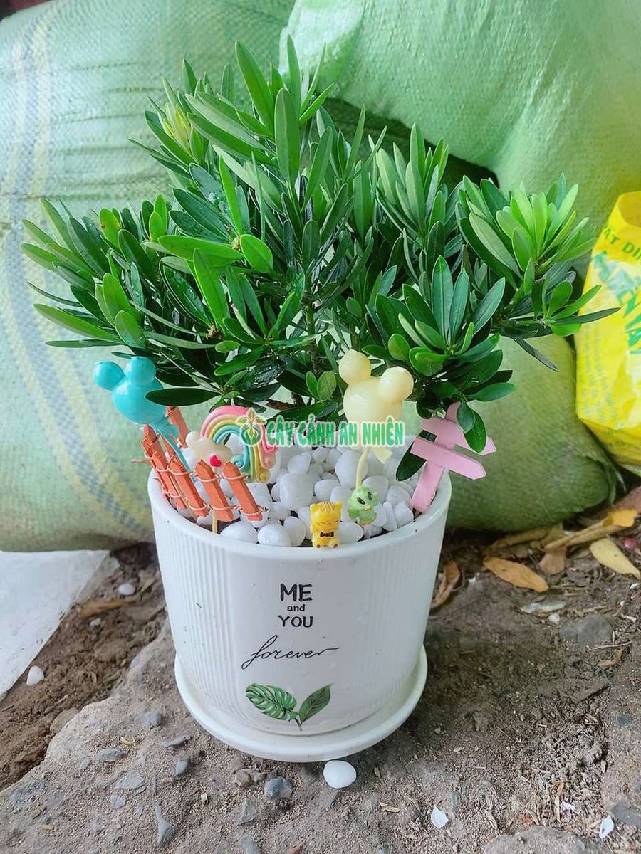 Chậu Cây Tùng Vạn Niên