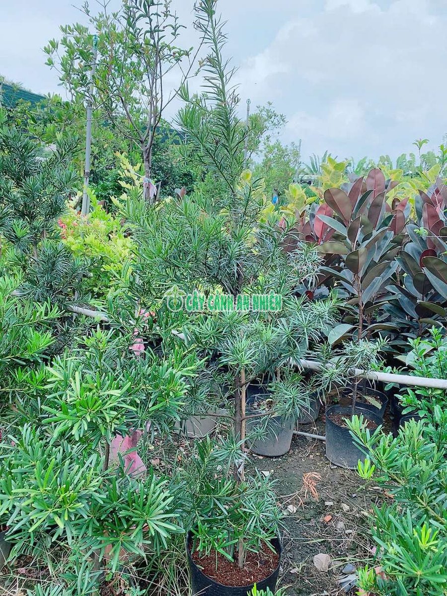 Tùng Vạn Niên Cao Hơn 1m