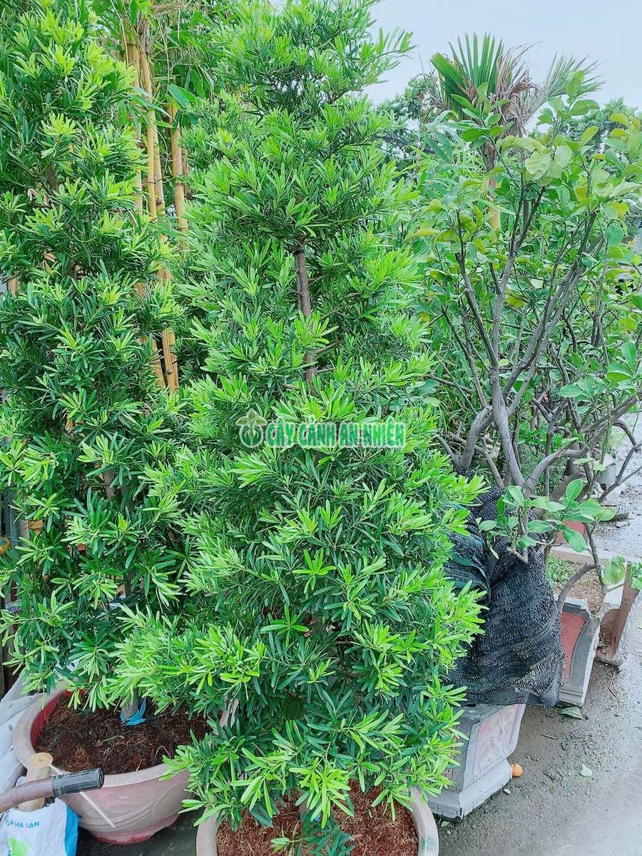 Tùng Vạn Niên Lớn Cao 1m4-2m