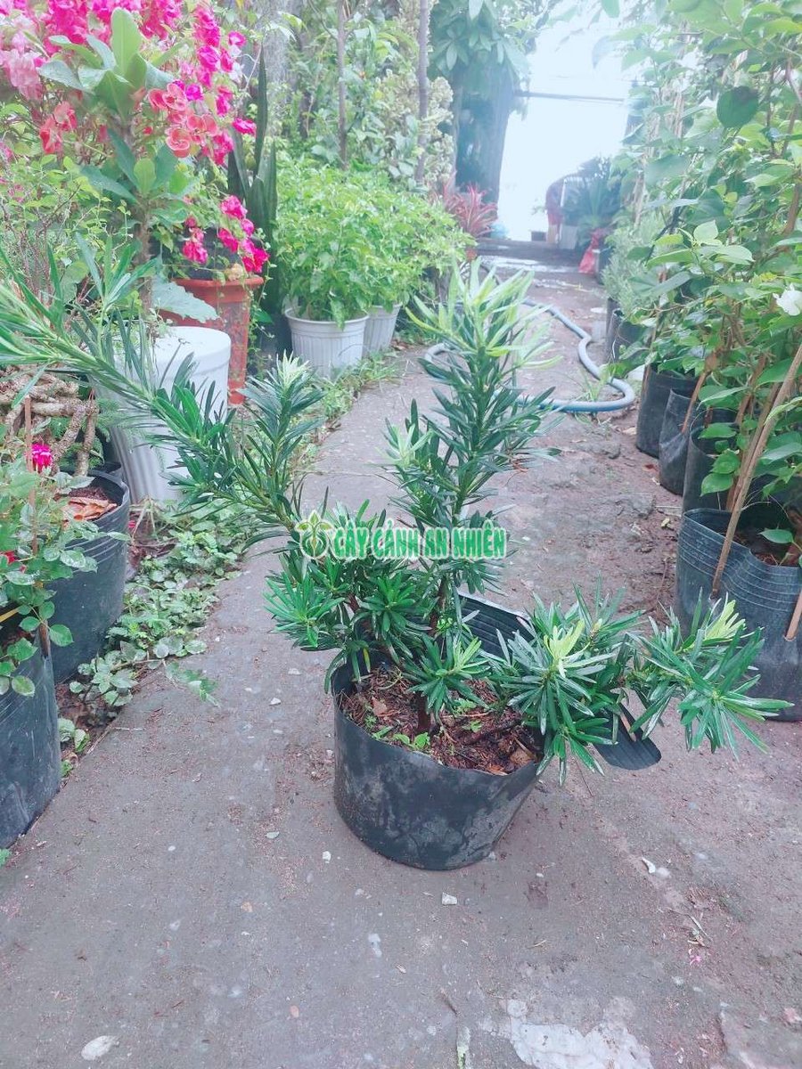 Tùng Vạn Niên 50-60cm