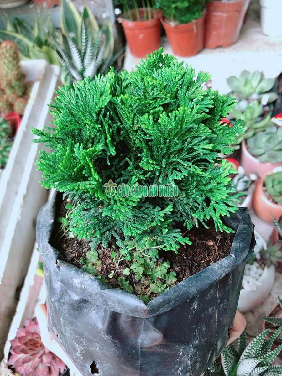Cây Tùng Trắc (Trắc Xoắn)