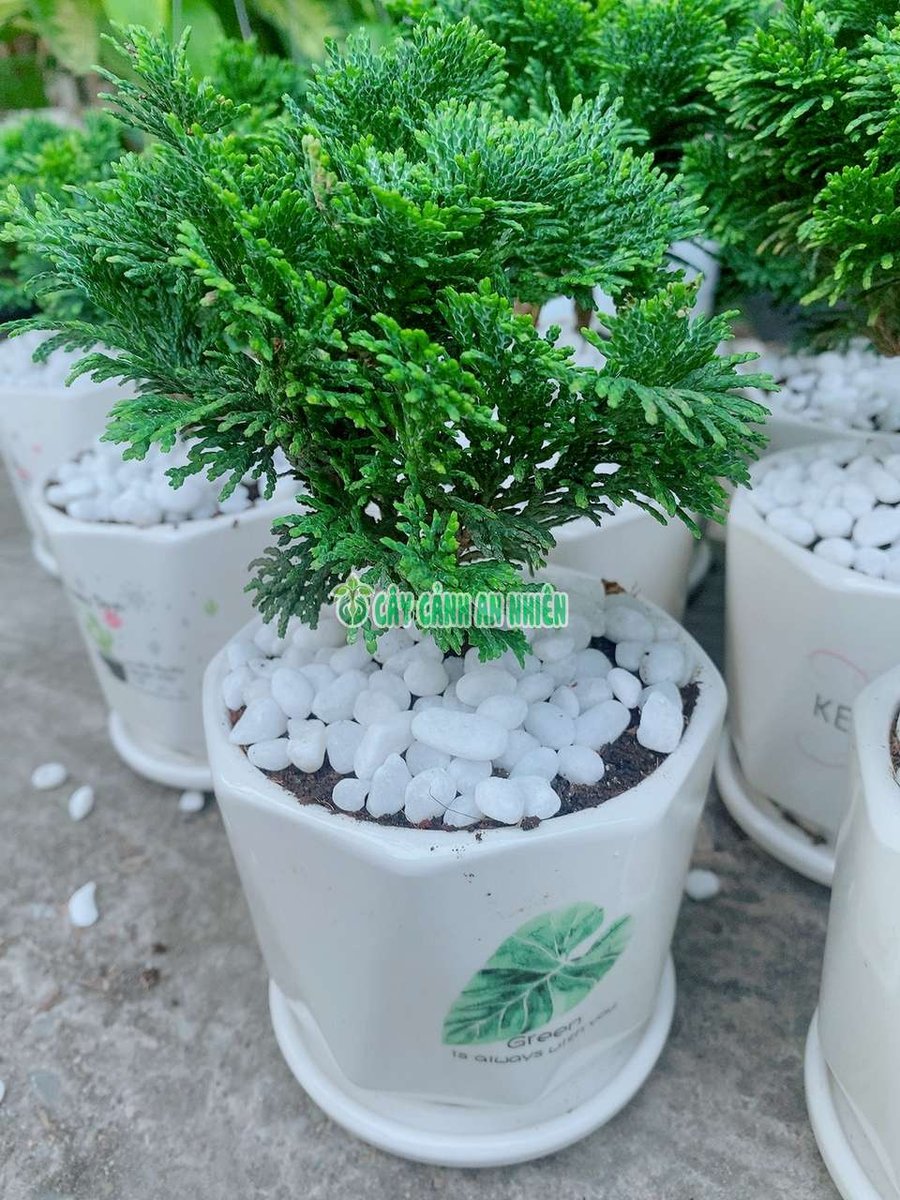 Chậu Cây Tùng Trắc (Trắc Xoắn)