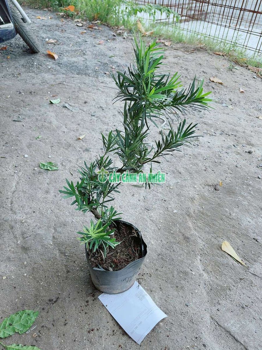 Cây Tùng Vạn Niên Bonsai 50cm