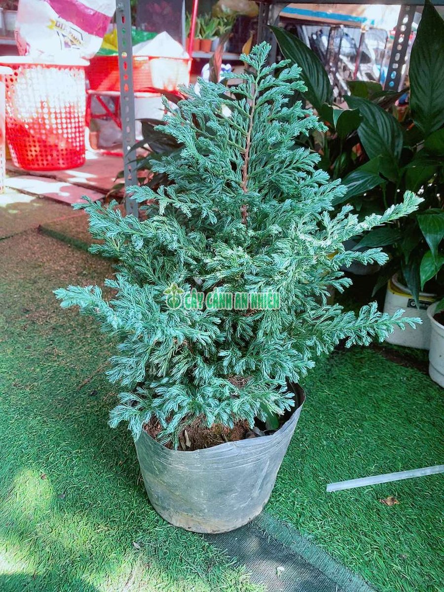 Cây Tùng Tuyết Để Bàn