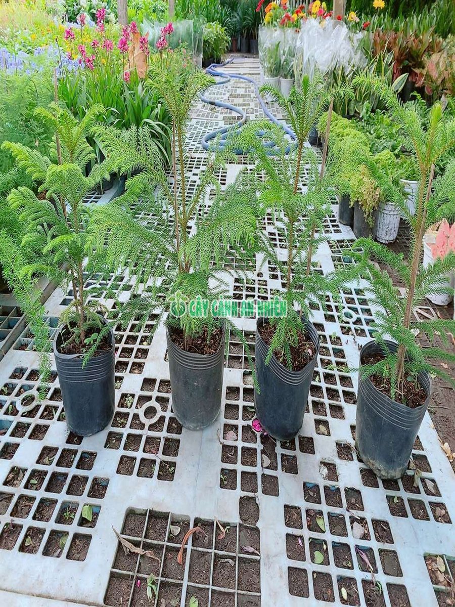 Cây Tùng Bách Tán 50cm