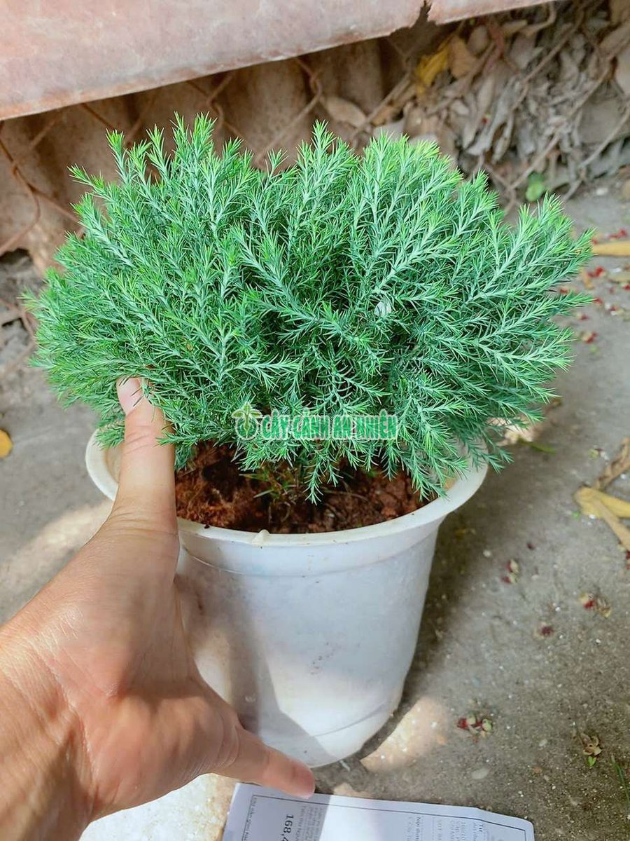 Cây Tùng Bồng Lai Để Bàn