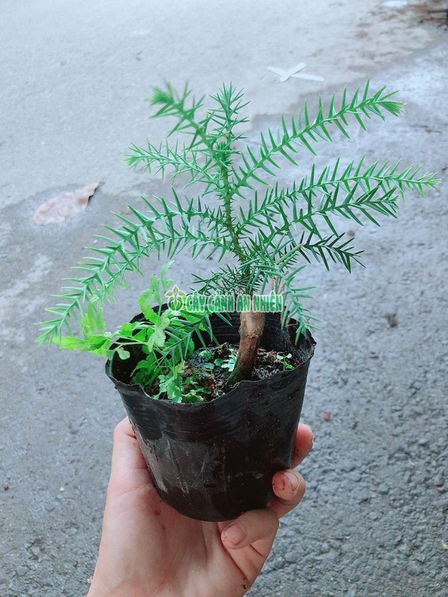 Cây Tùng Bách Tán 15cm