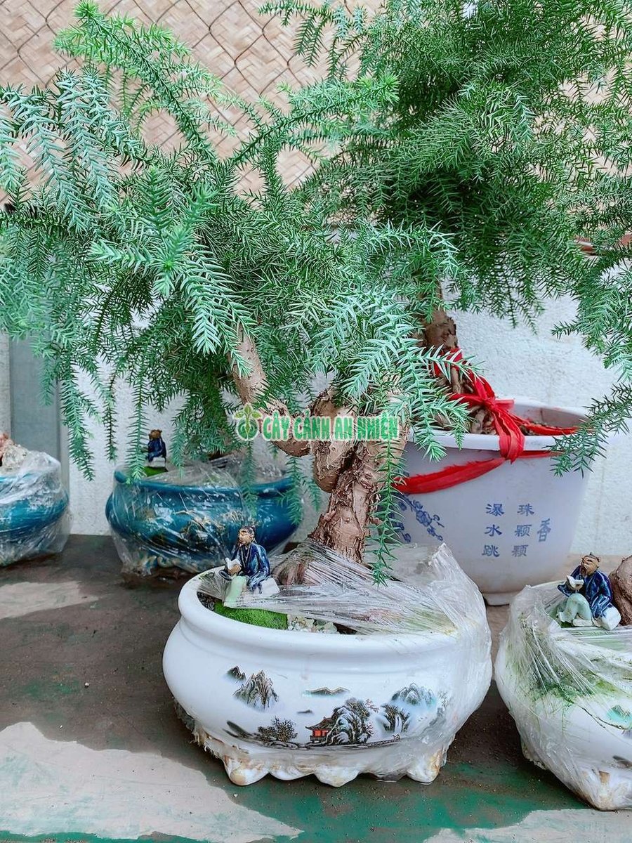 Chậu Cây Tùng Xương Cá (Tùng Bồng Lai Tiểu Cảnh)