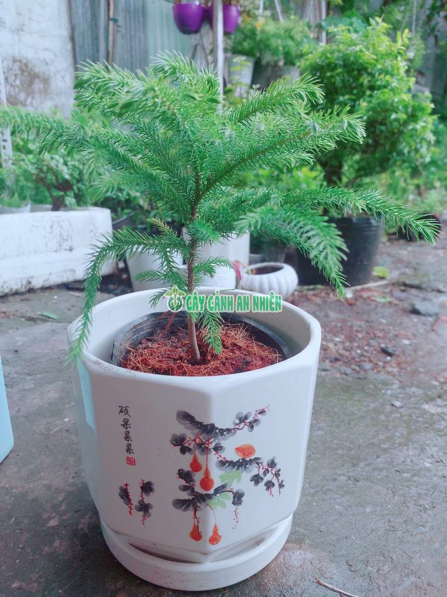 Chậu Tùng Bách Tán Để Bàn