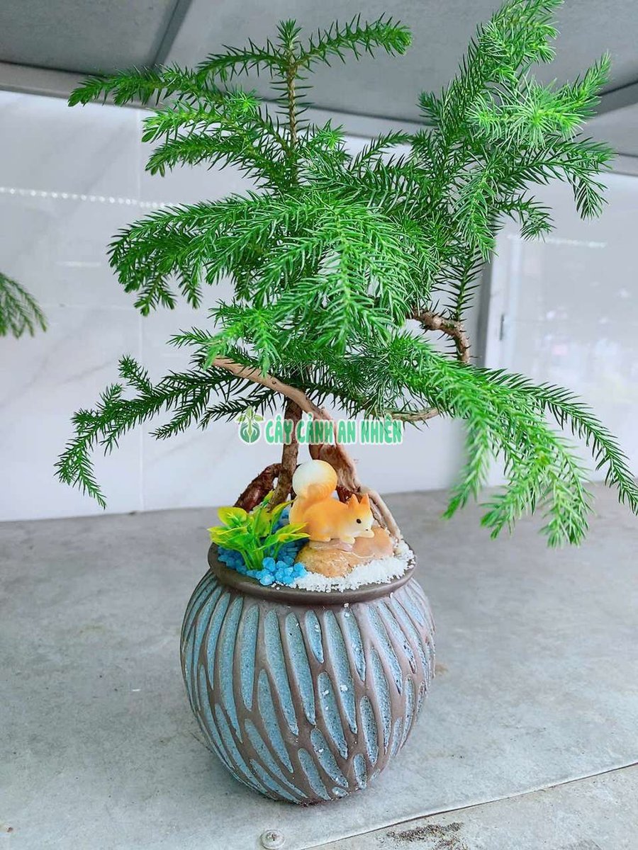 Chậu Tùng Bách Tàn Tiểu Cảnh