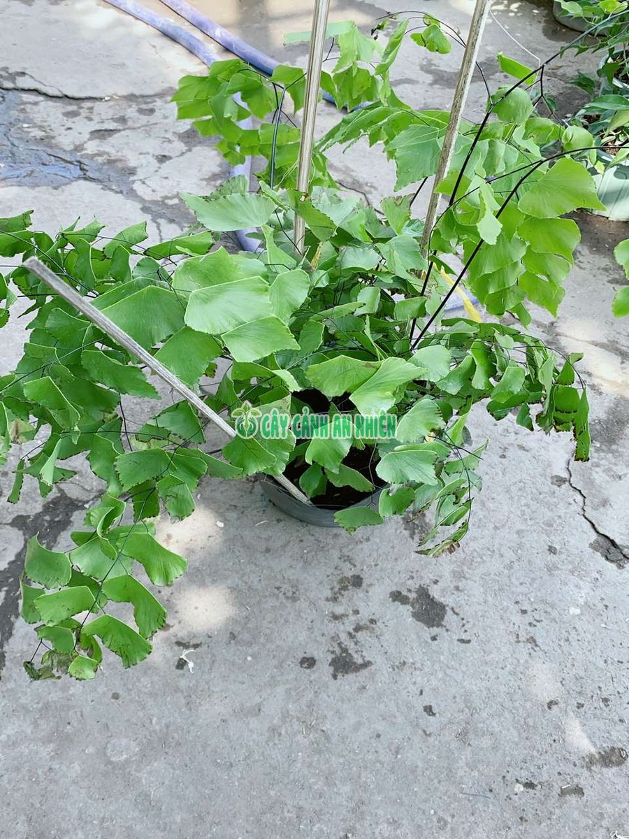 Cây Tóc Thần Vệ Nữ Lớn