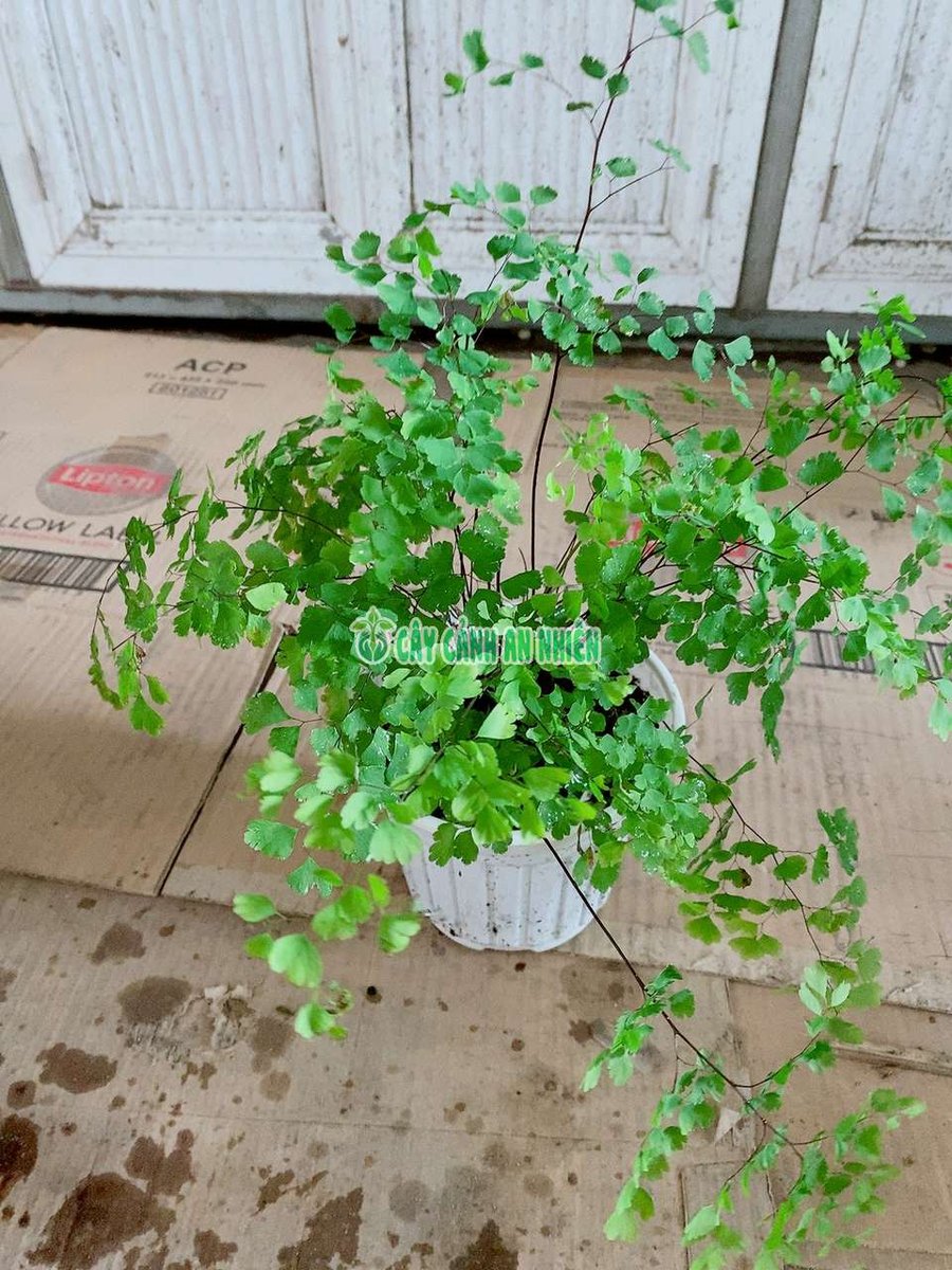 Cây Tóc Thần Vệ Nữ Để Bàn