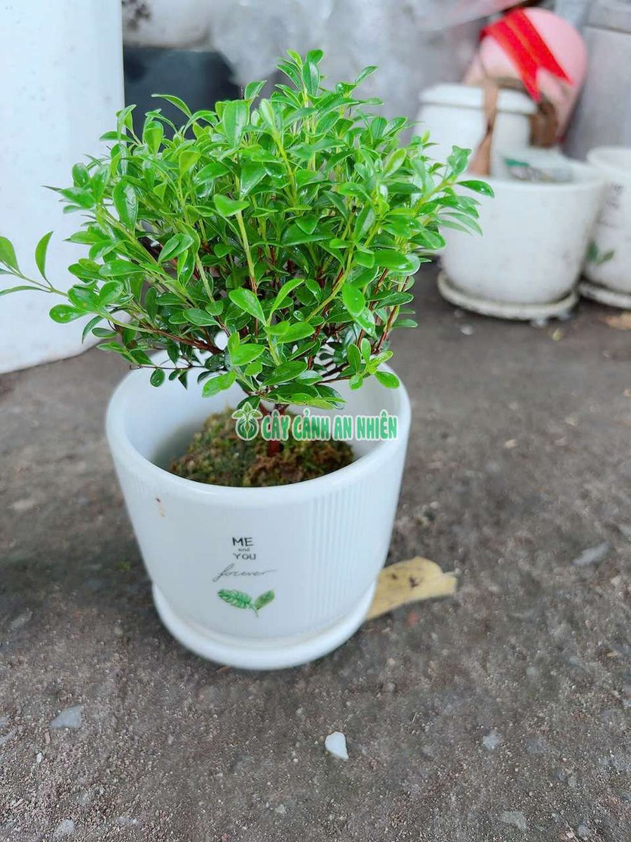 Chậu Tiểu Diệp Xích Nam Để Bàn